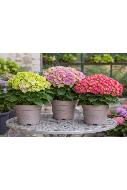 Гортензія Вібрант Верде в ландшафті